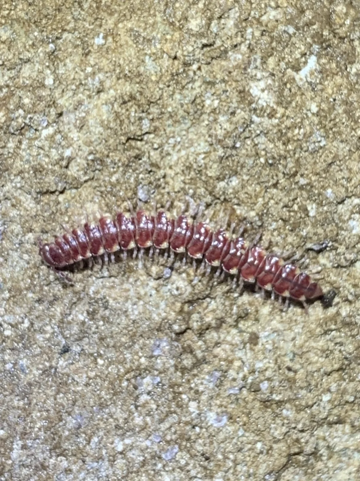 Flat-backed millipede on stone showing body segments