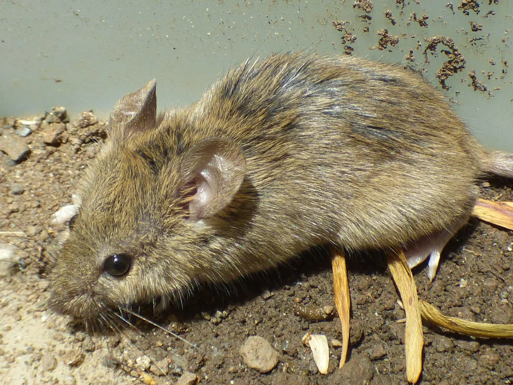 House mouse side profile showing full body with characteristic pointed snout and large ears