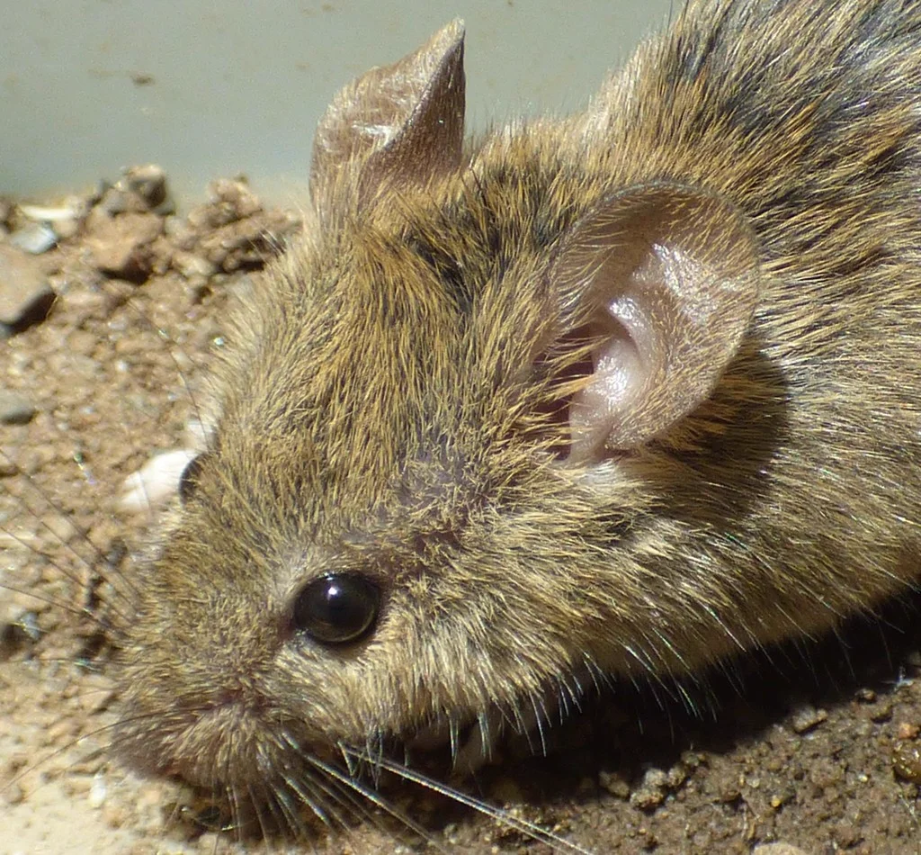 Close-up of house mouse head showing large ears, dark eyes, and whiskers