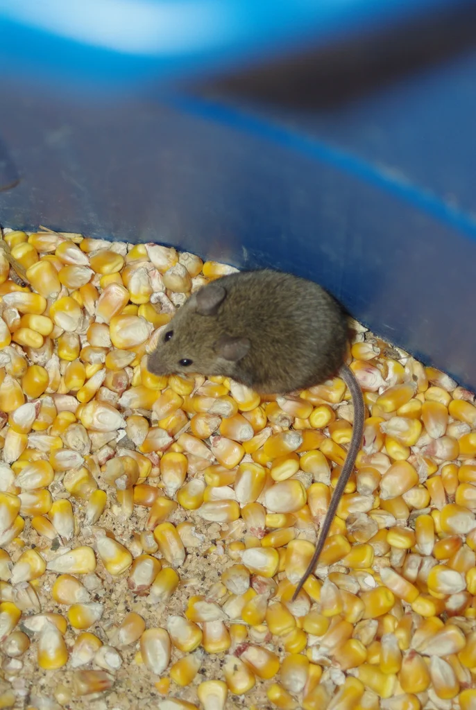 House mouse feeding on grain showing typical foraging behavior near food sources