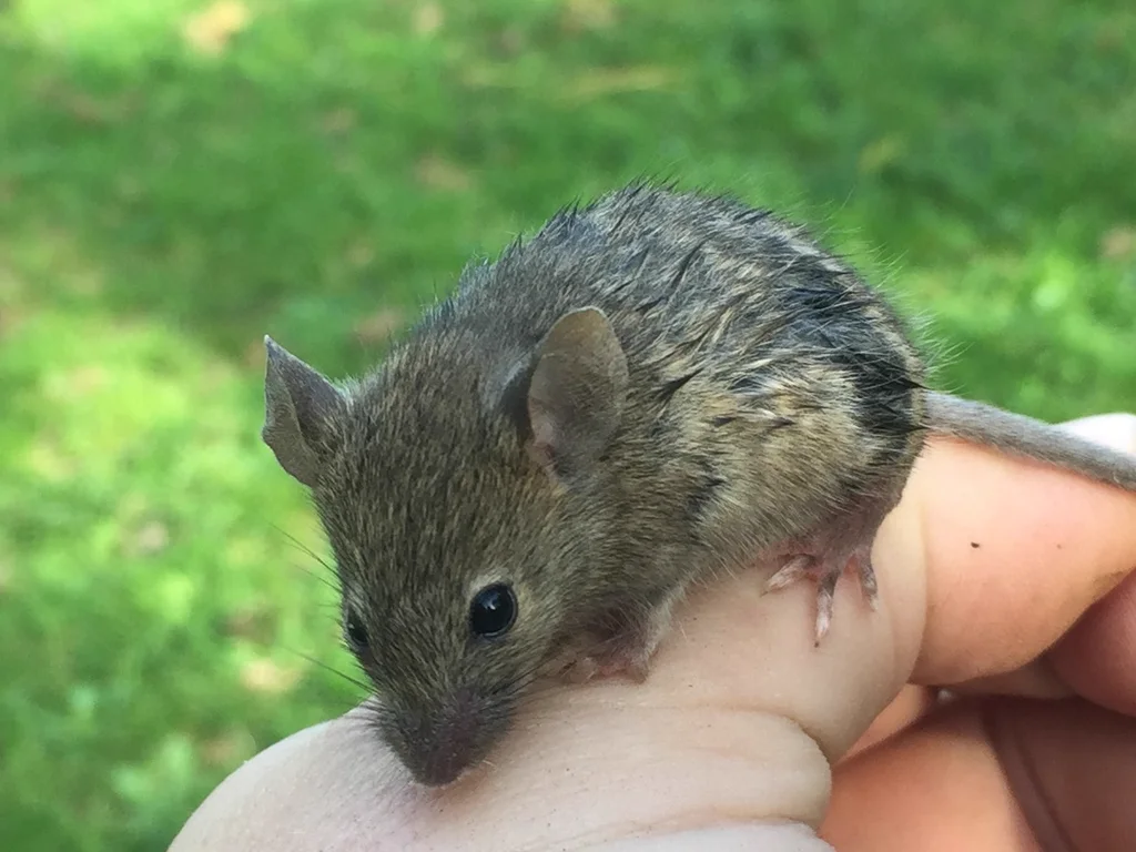 House mouse held in hand showing relative size of this small rodent