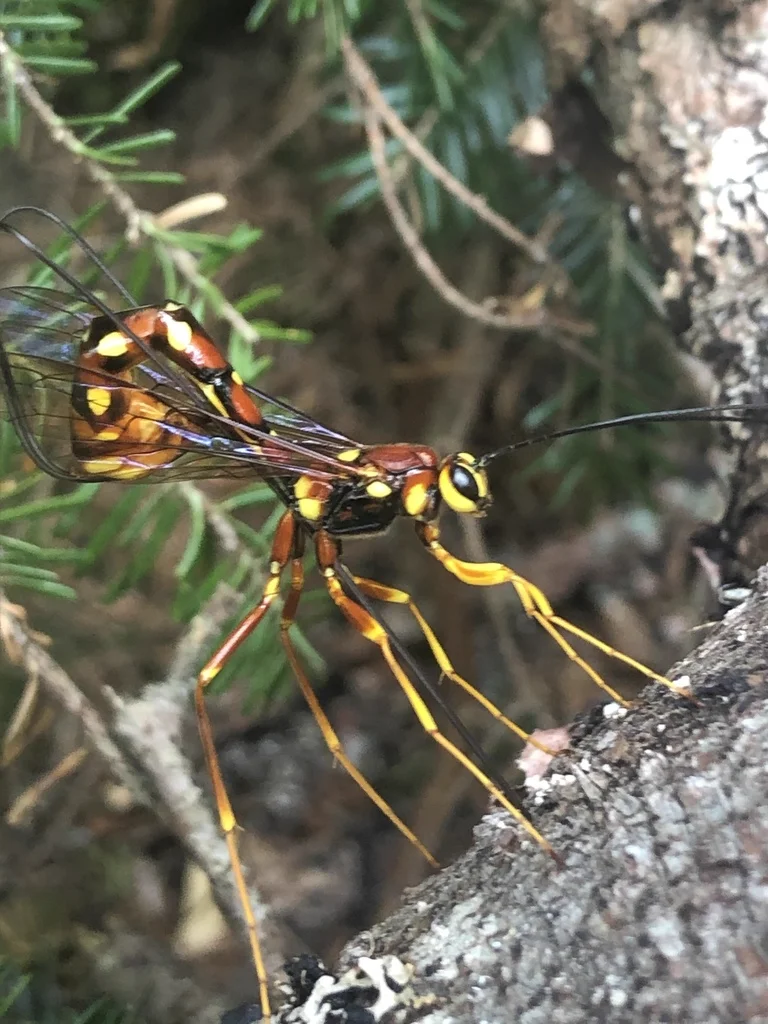 Giant ichneumon wasp on tree bark showing distinctive long ovipositor and yellow-brown coloring