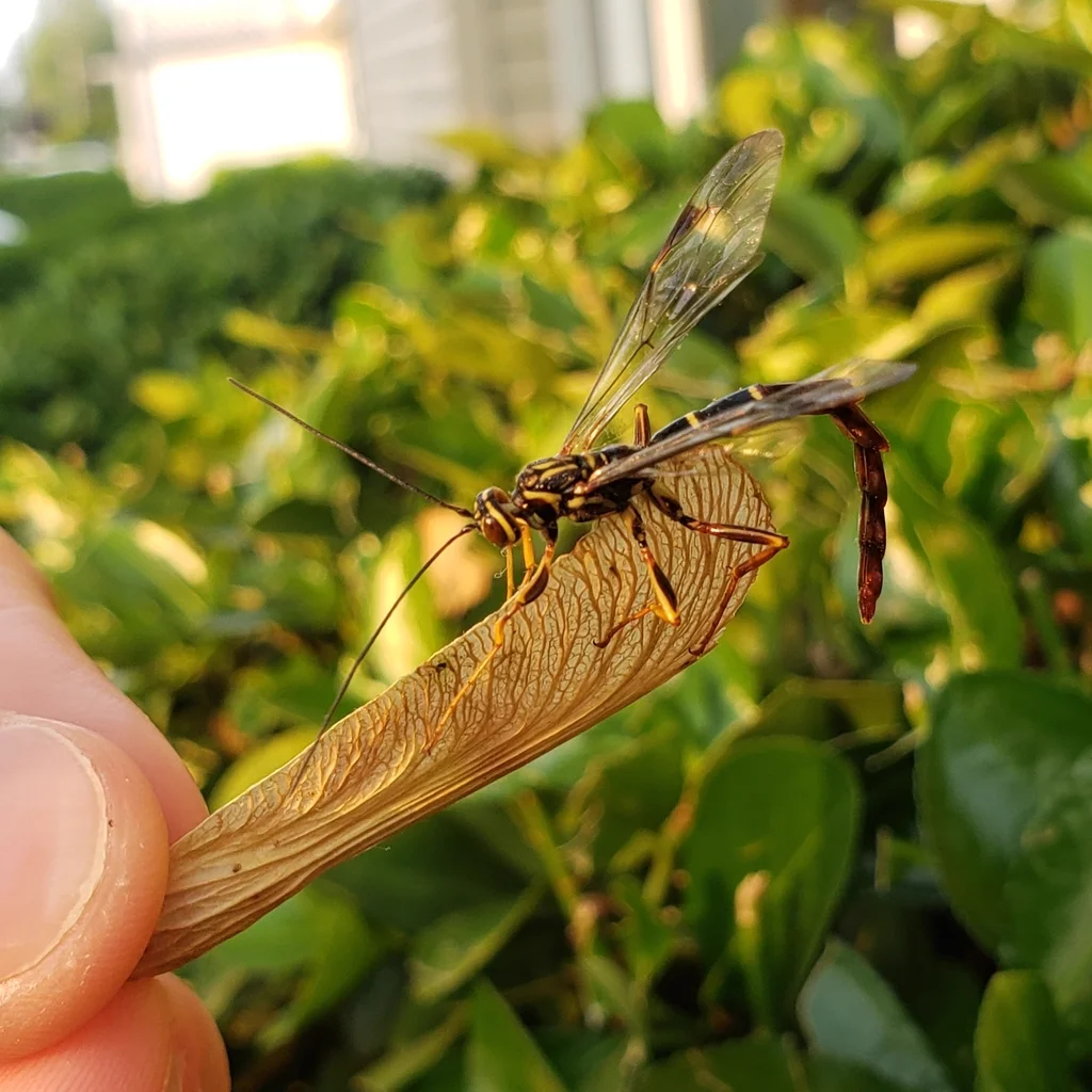 Close-up of giant ichneumon wasp being held showing detailed wing venation and ovipositor