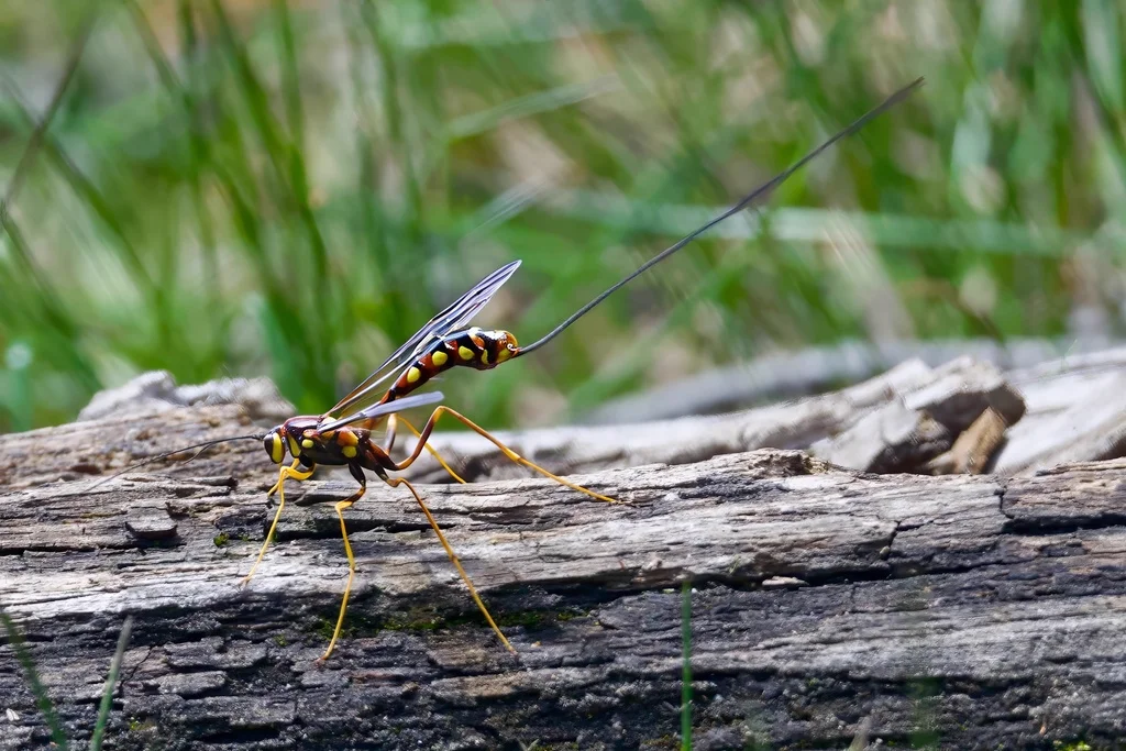 Ichneumon wasp on fallen log in natural woodland habitat