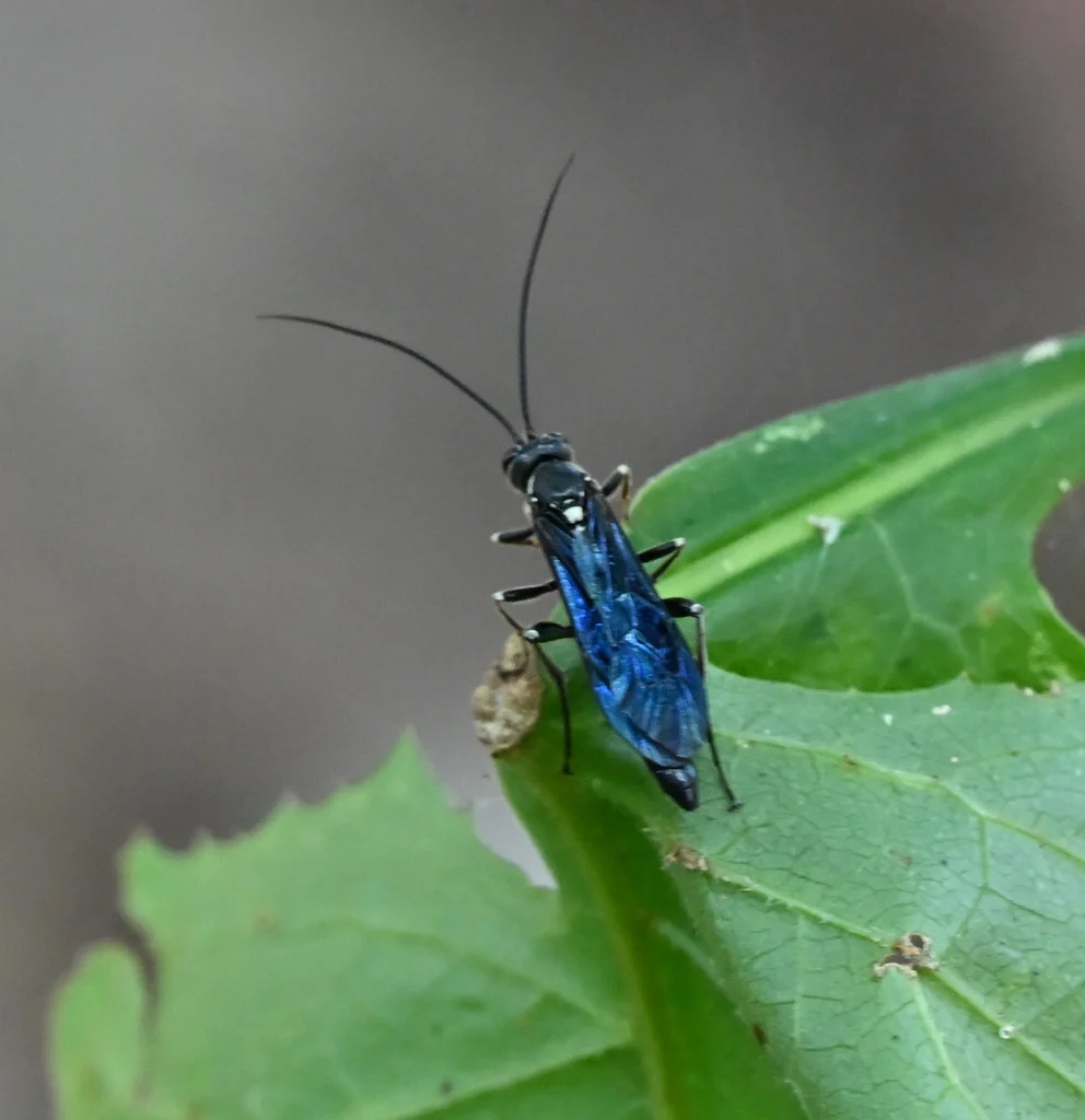 Metallic blue ichneumonid wasp on leaf