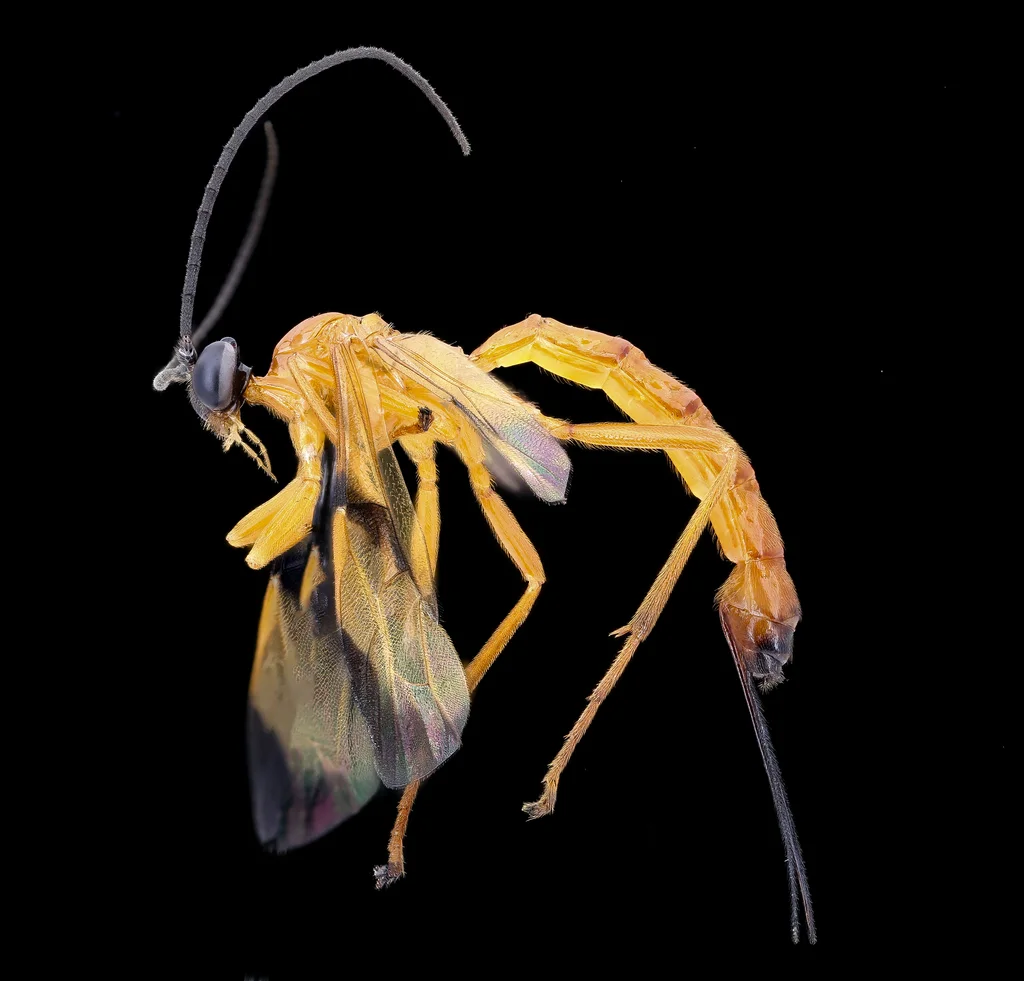 Yellow and black ichneumonid wasp displaying characteristic slender body