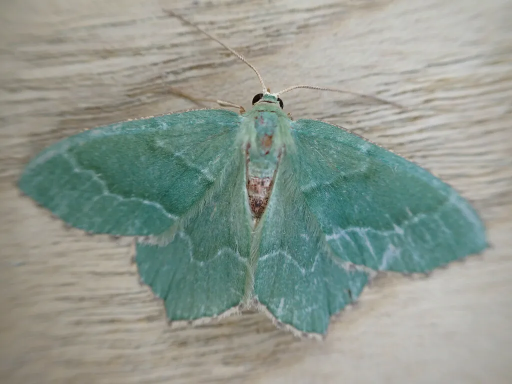 Blue-green emerald geometer moth showing distinctive coloration