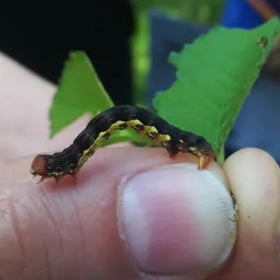 Inchworm caterpillar in characteristic looping posture on a leaf
