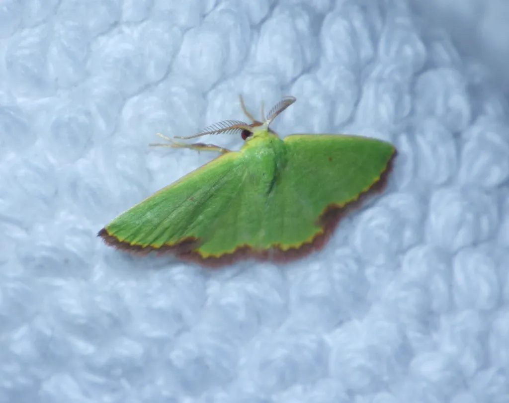 Green emerald geometer moth with lime-colored wings and feathery antennae