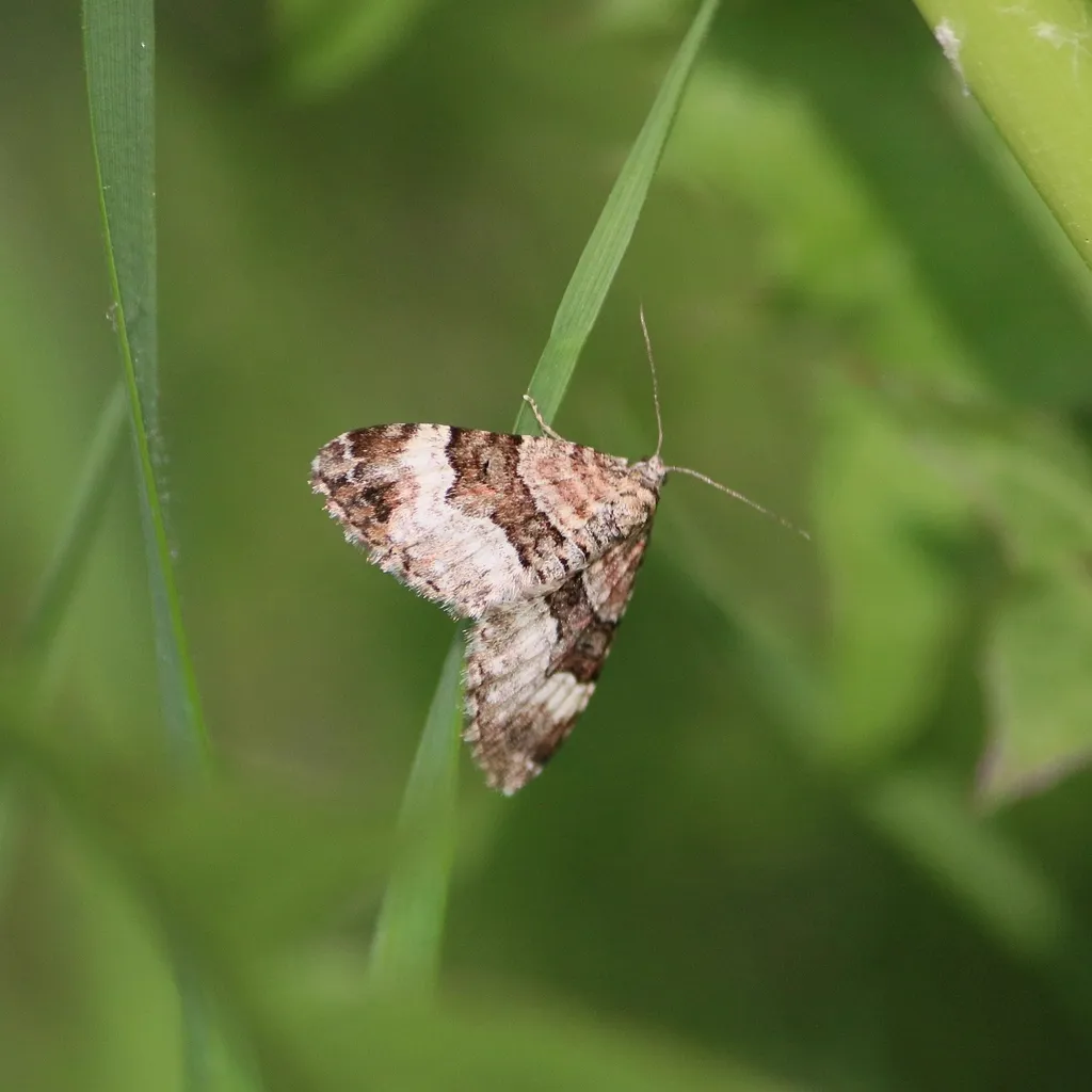 Geometer moth resting on grass blade in natural habitat
