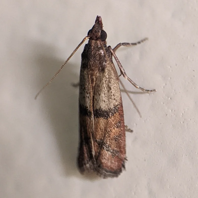 Indian meal moth resting