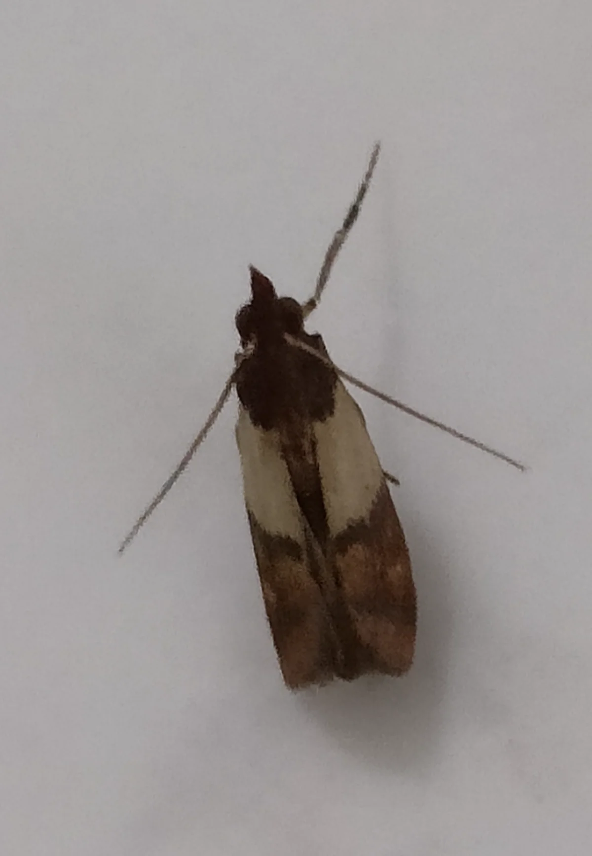 Indian meal moth resting on surface displaying characteristic wing markings and long antennae
