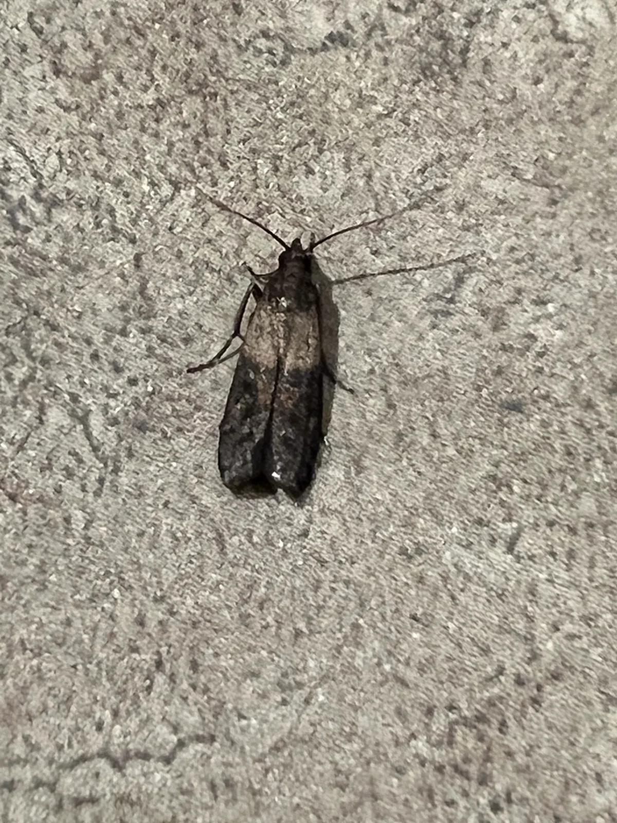 Indian meal moth on textured surface showing full body and wing detail