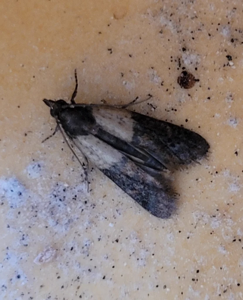 Side angle view of Indian meal moth showing wing coloration and body structure