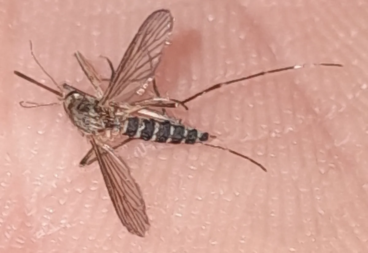 Close-up of inland floodwater mosquito showing the distinctive B-shaped white bands on its abdomen