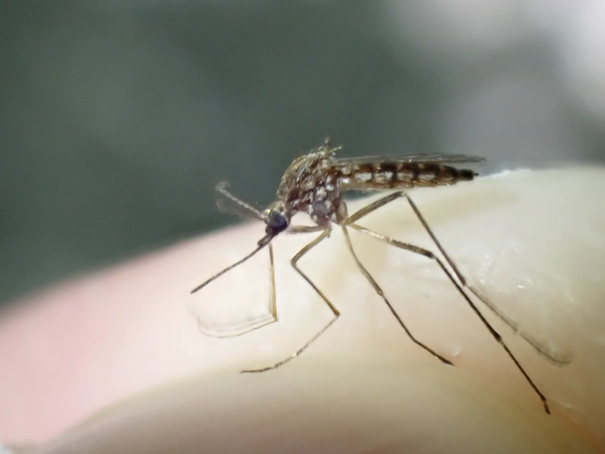 Inland floodwater mosquito feeding on human skin showing its feeding posture