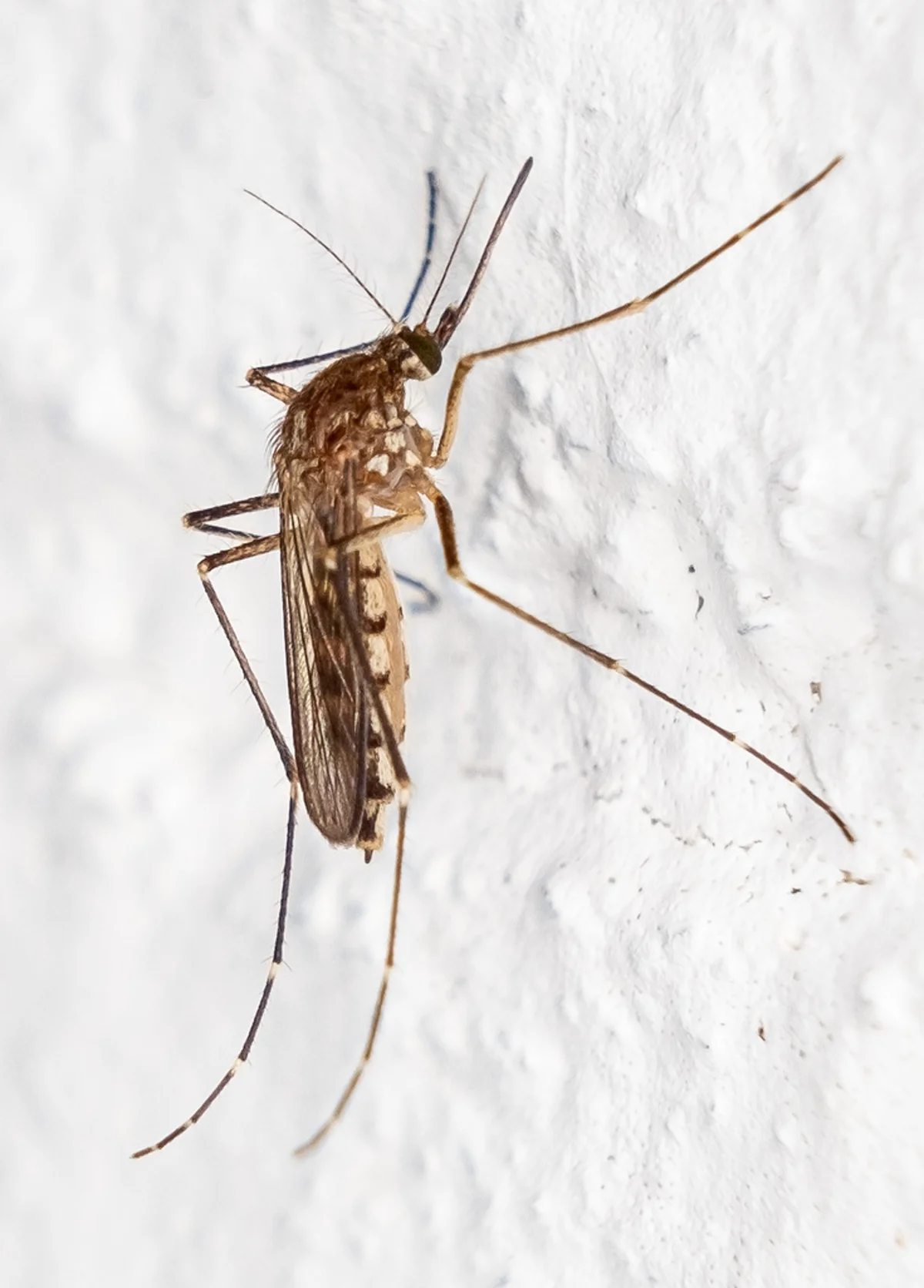 Top-down view of an inland floodwater mosquito displaying its full body structure and wing pattern