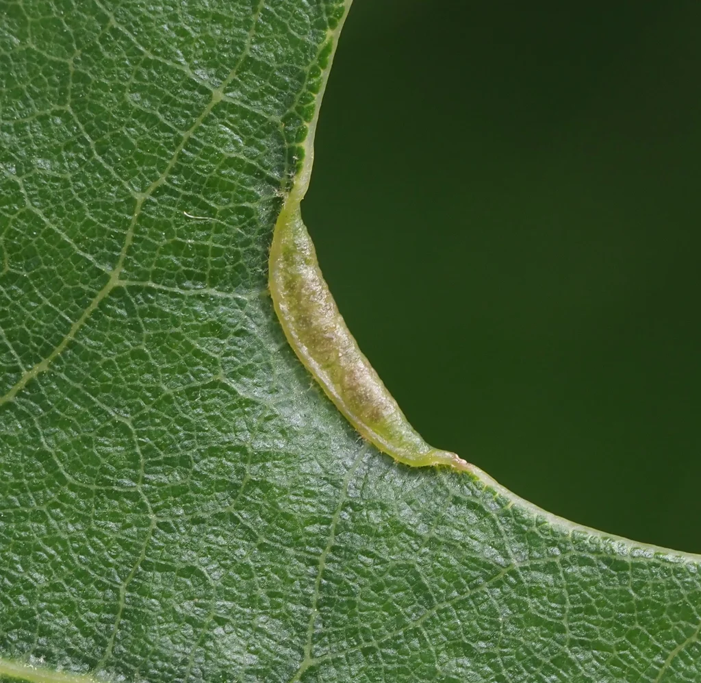 Oak leaf showing marginal fold gall formation caused by midge larvae that host itch mites