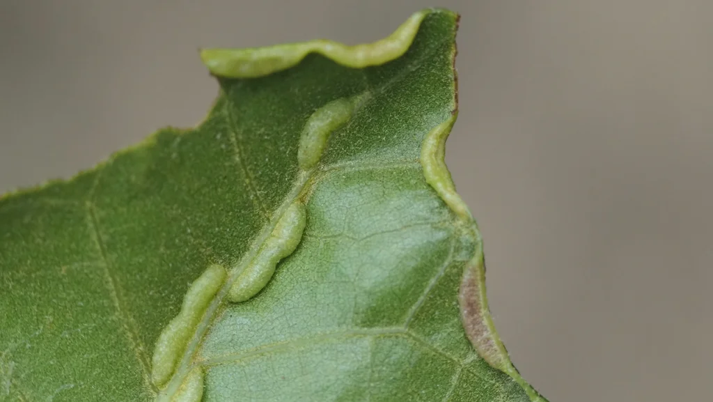 Multiple leaf fold galls on an oak leaf edge where itch mite populations develop