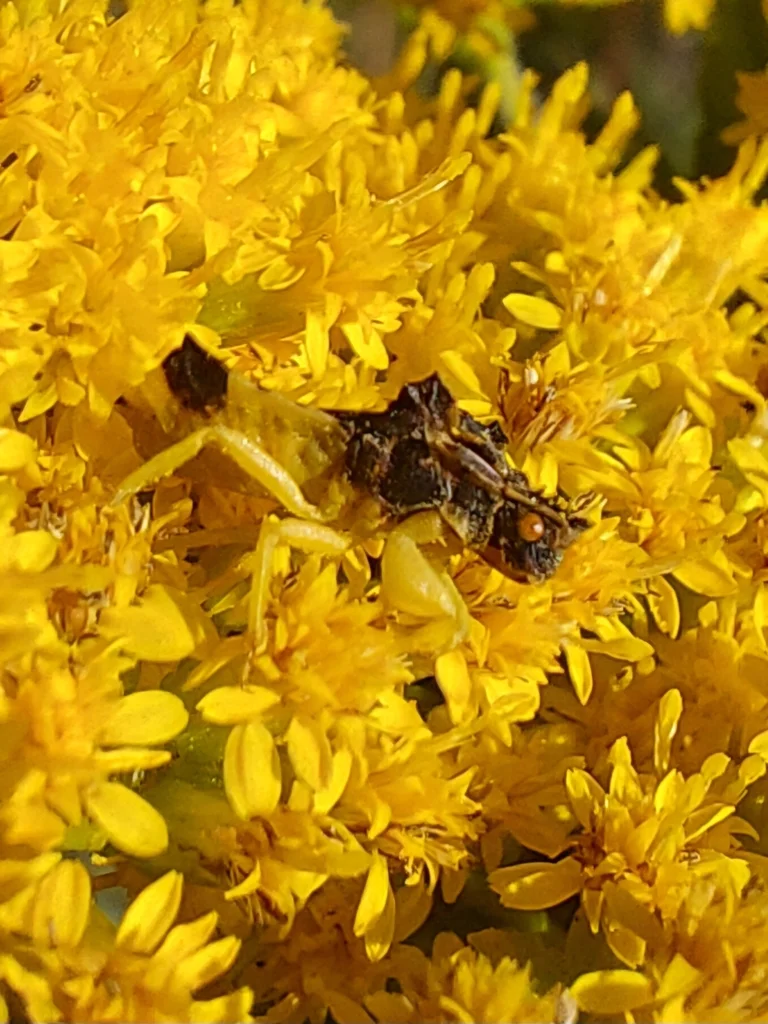 Camouflaged jagged ambush bug blending in with yellow goldenrod blossoms