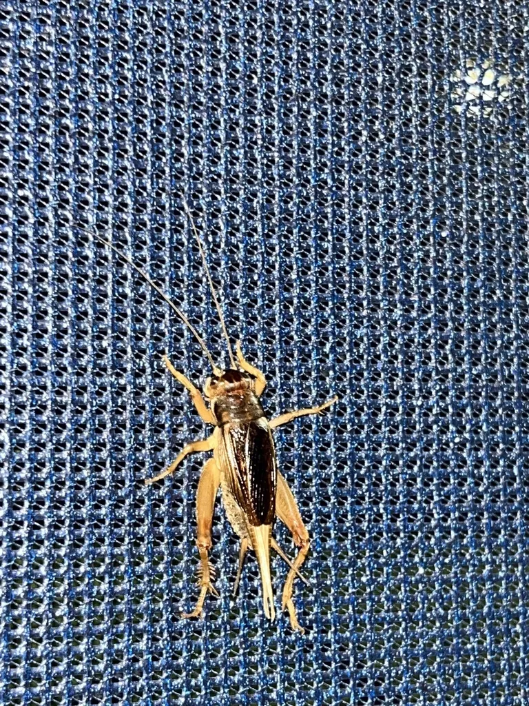 Jamaican field cricket clinging to mesh screen displaying its lighter brown body