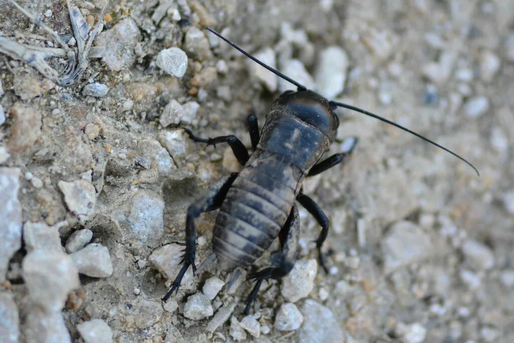 Top-down view of a field cricket on gravel showing its dark body and long antennae