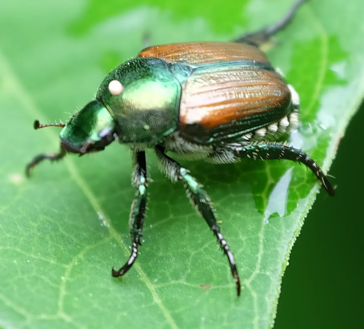Japanese beetle on a green leaf showing iridescent green thorax and bronze elytra