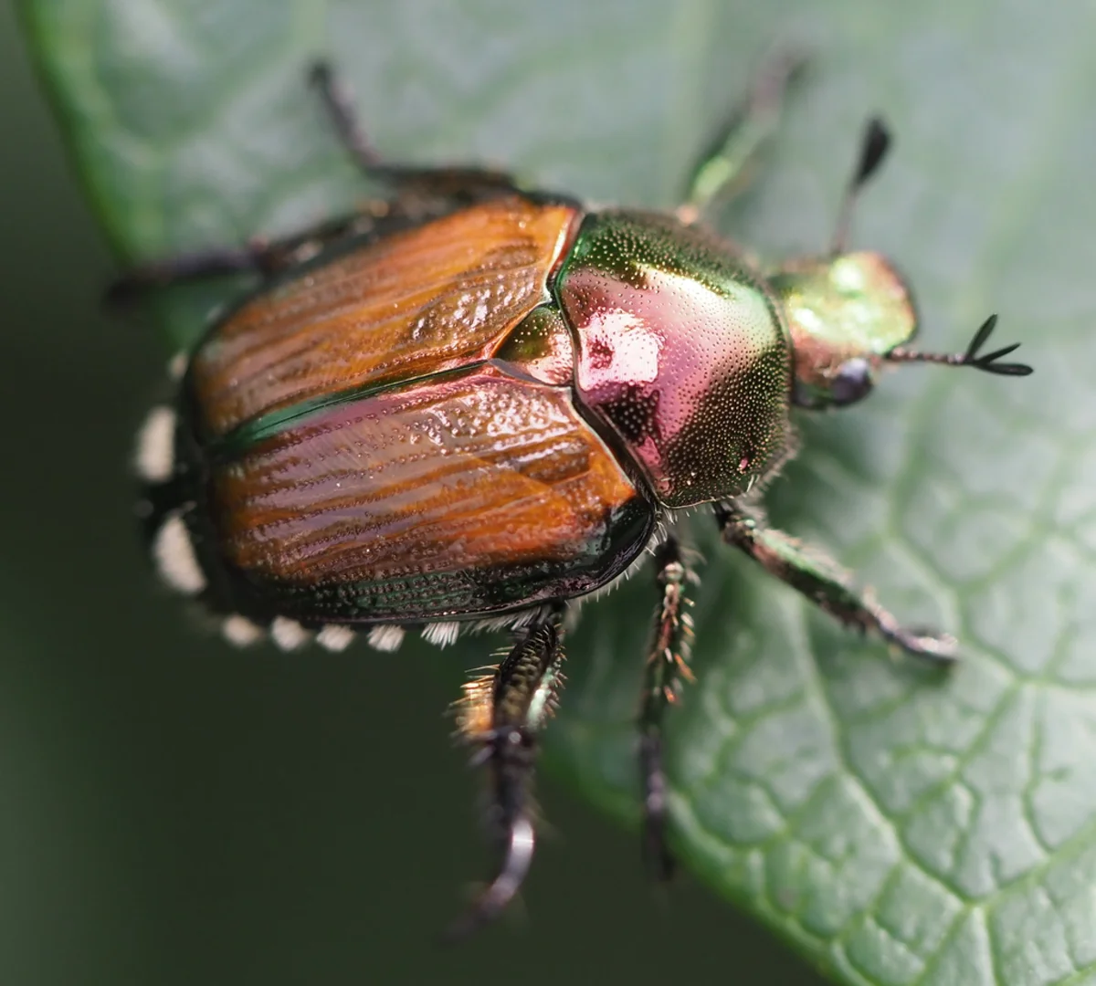 Top-down view of Japanese beetle displaying distinctive copper-colored wing covers