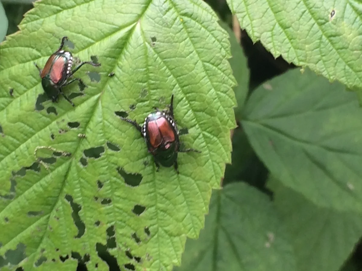 Multiple Japanese beetles on skeletonized leaves showing characteristic feeding damage
