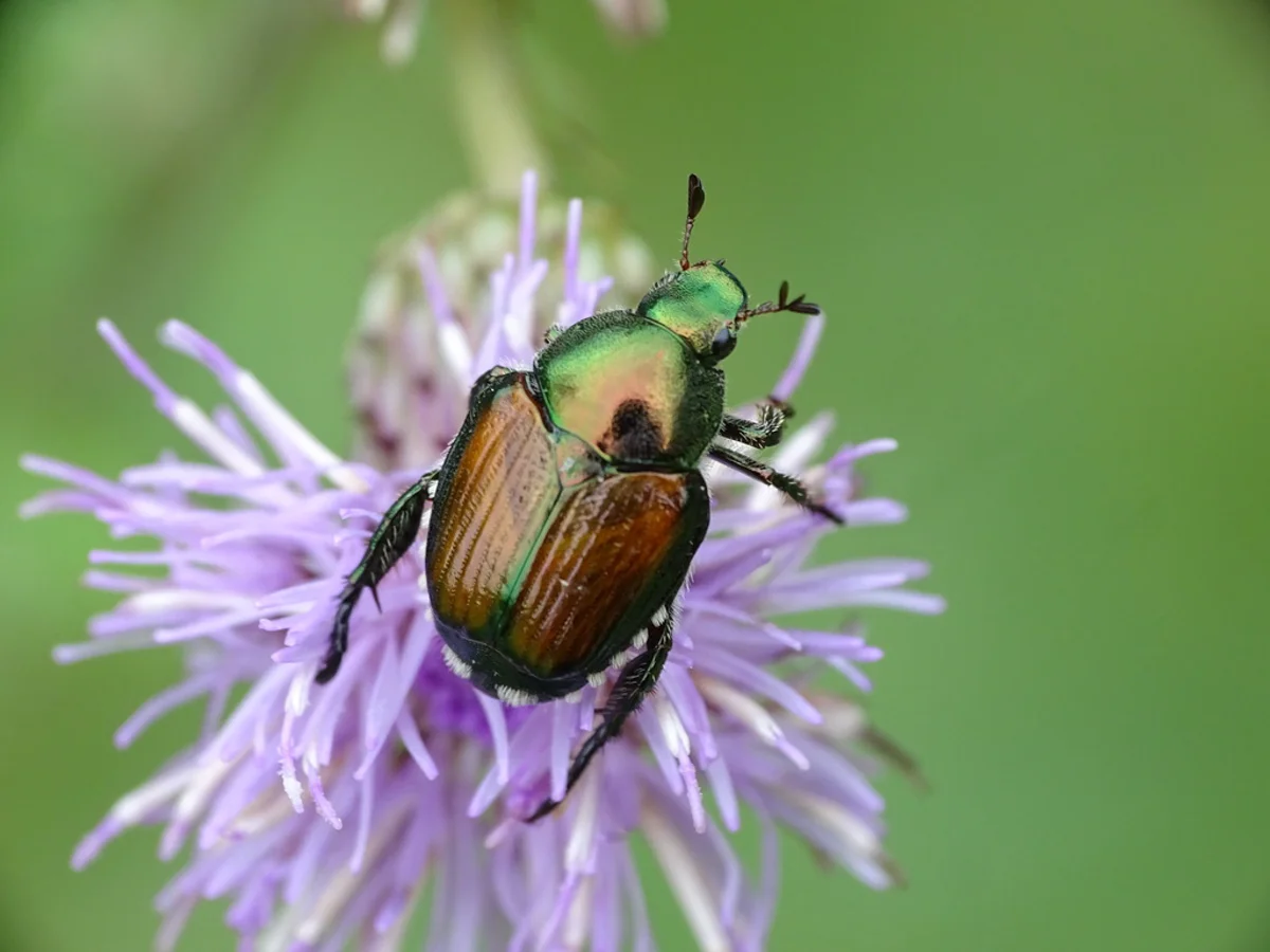 Japanese beetle feeding on a purple flower demonstrating typical adult feeding behavior