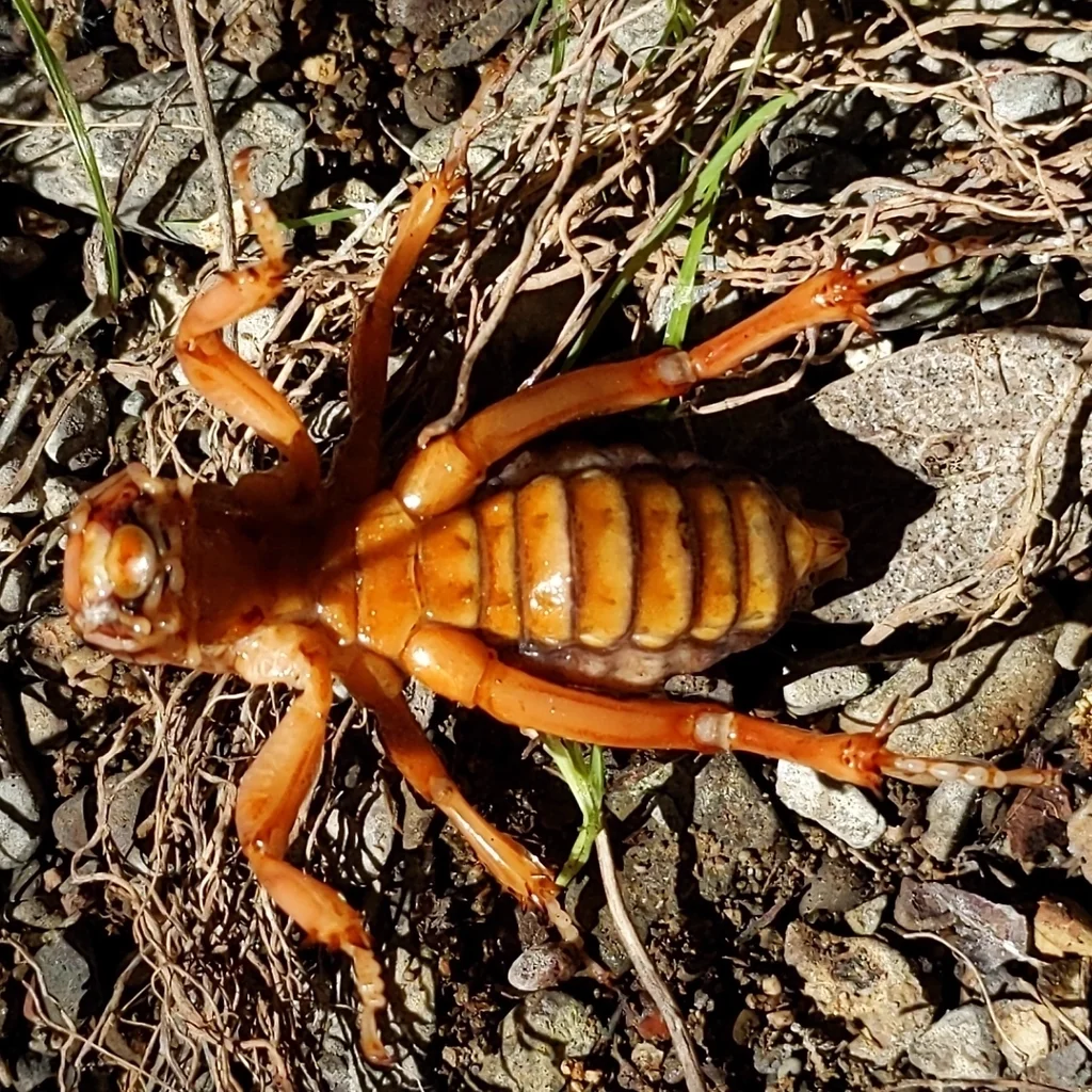 Jerusalem cricket on soil showing characteristic large head and robust body