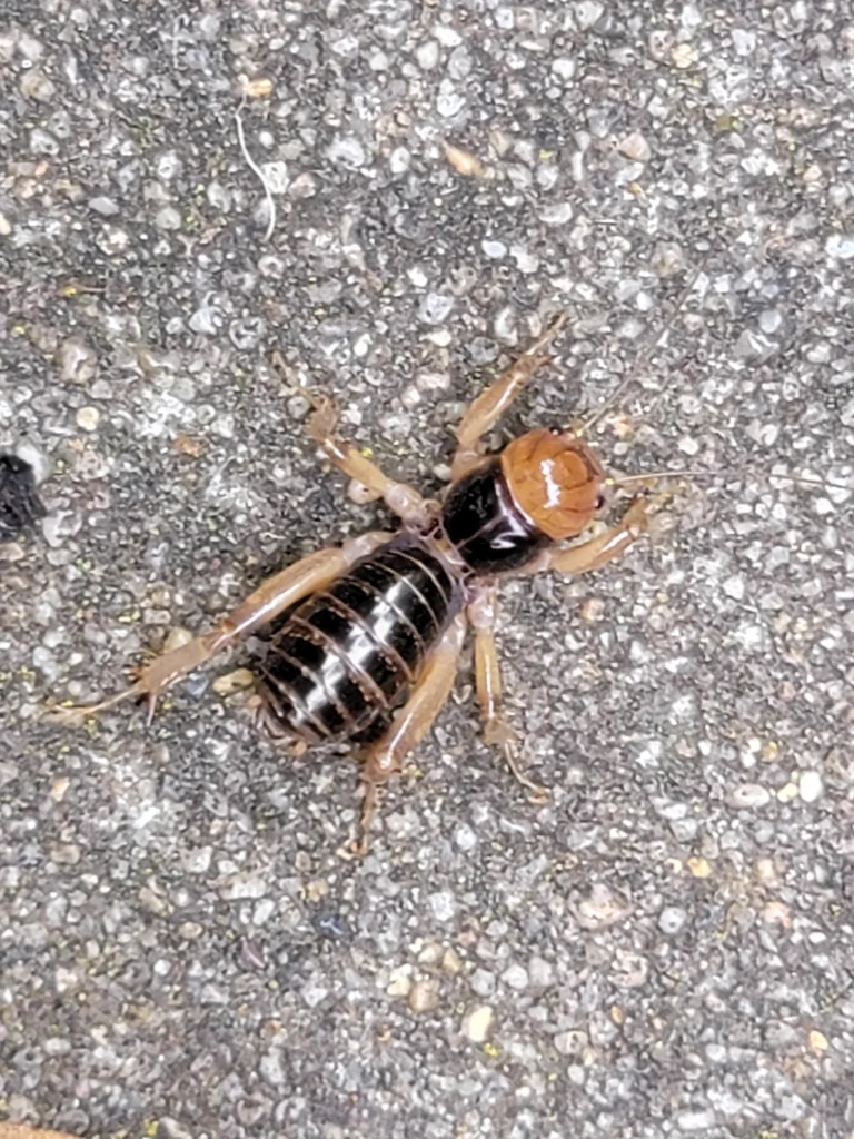 Jerusalem cricket displaying banded black and tan abdomen segments