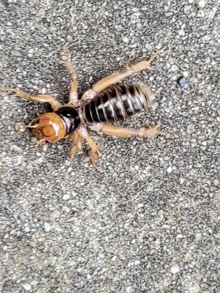 Jerusalem cricket showing large bulbous head and powerful legs