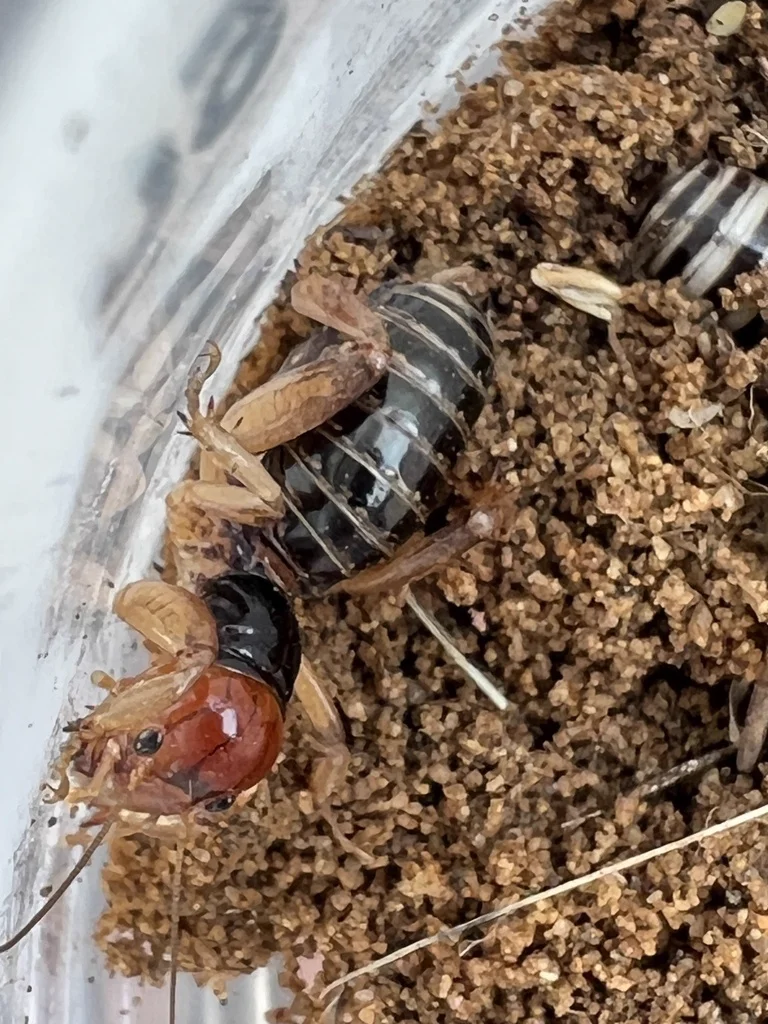 Jerusalem cricket in soil showing distinctive large red-orange head and banded abdomen