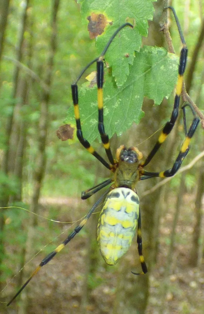 Adult female Joro spider viewed from above in a wooded area, showing the striped yellow abdomen