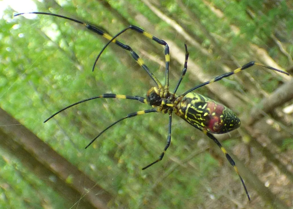 Side view of a female Joro spider showing the red markings near the tip of the abdomen
