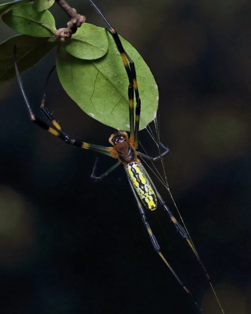 Joro spider hanging below a leaf at night with long black and yellow banded legs