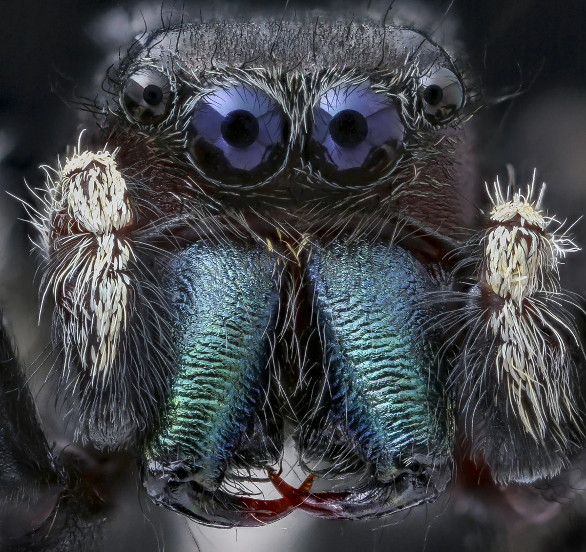 Extreme close-up of bold jumping spider face showing distinctive large eyes and iridescent blue-green chelicerae