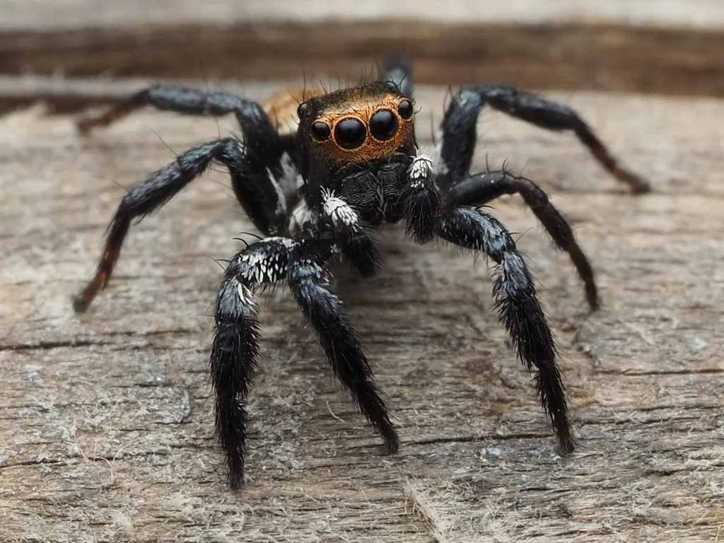 Bold jumping spider on weathered wood showing full body with black coloration, white markings, and characteristic large orange-rimmed eyes