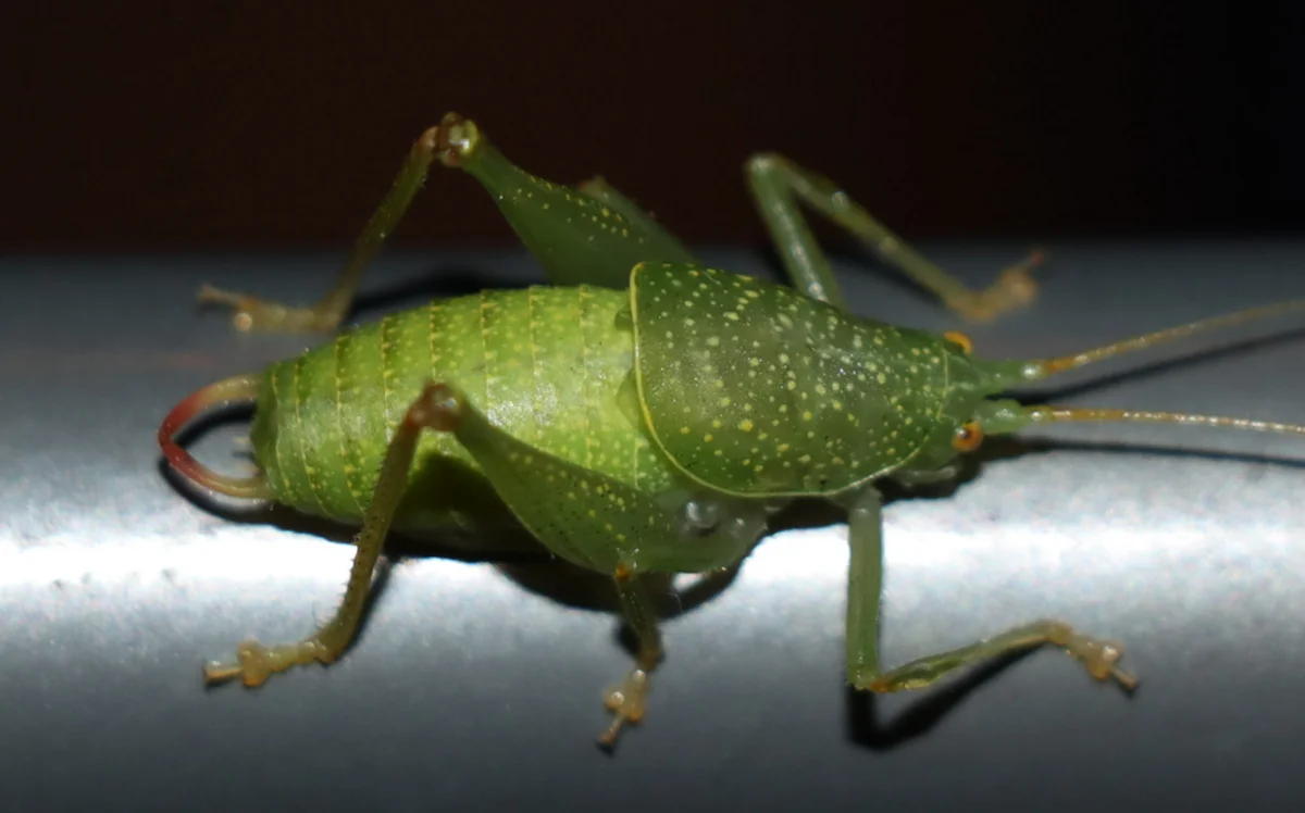 Bright green katydid in profile view showing its rounded body shape