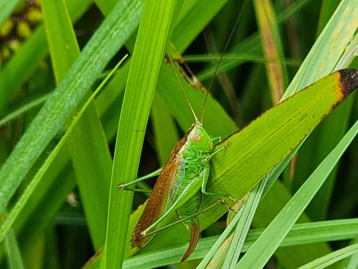Katydid camouflaged among green grass blades