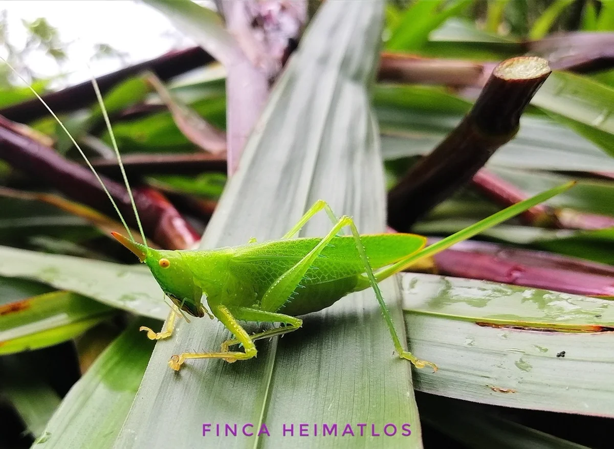 Green katydid on tropical leaf showing wing venation pattern