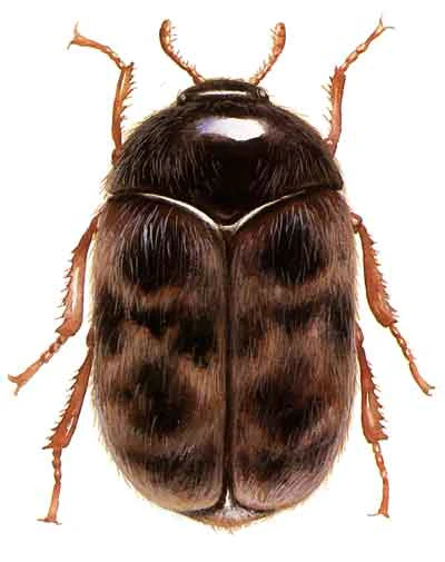 USDA illustration of an adult khapra beetle from above showing its oval, hairy brown body with faint darker markings
