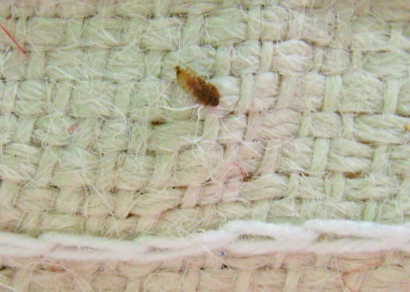 Khapra beetle larva on the woven fabric of an imported rice sack