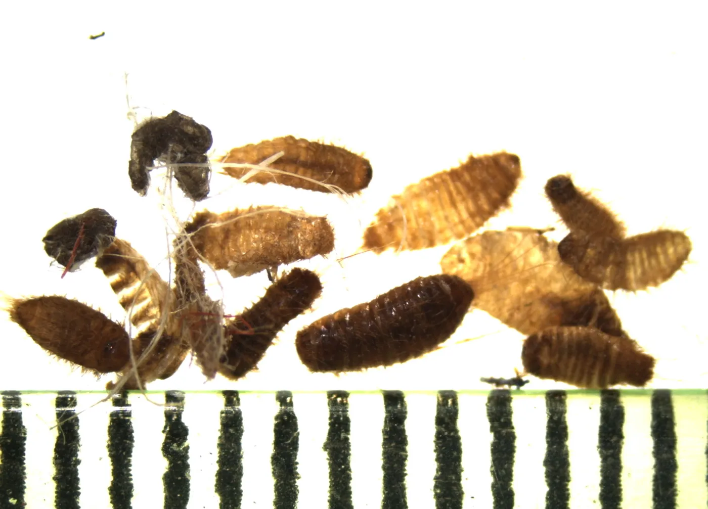 Khapra beetle larvae and shed skins next to a millimeter scale, intercepted in a rice shipment at the Port of Baltimore