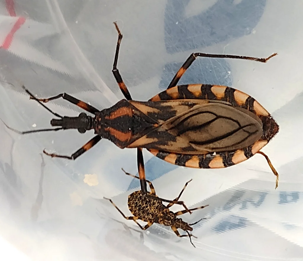 Adult kissing bug next to a nymph showing the distinctive orange and black banding pattern