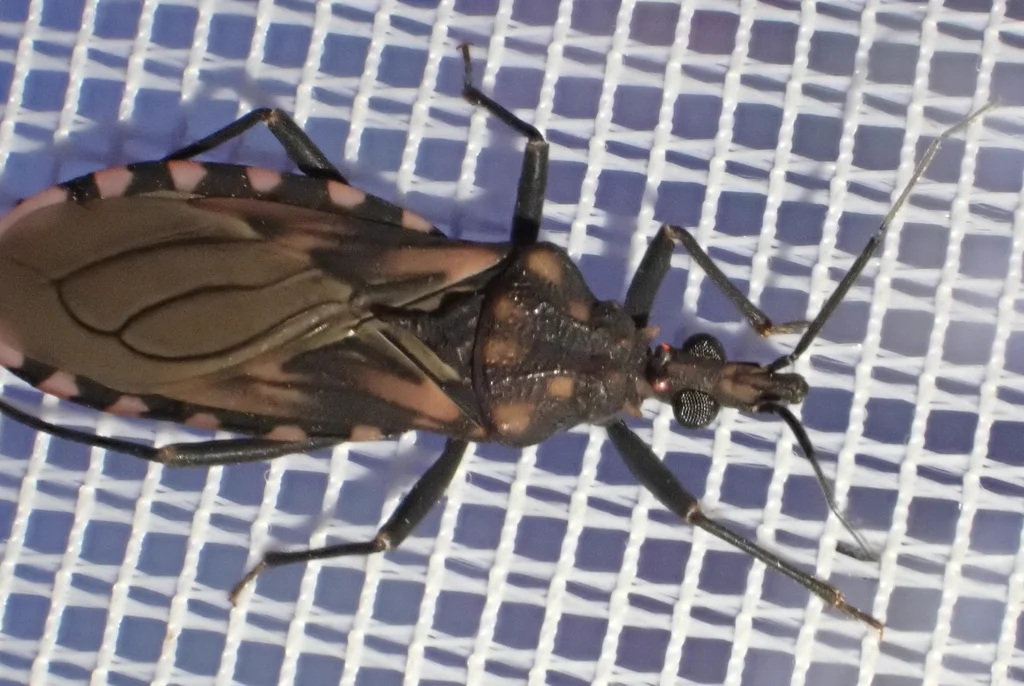 Kissing bug on mesh screen displaying characteristic orange markings on abdomen edge