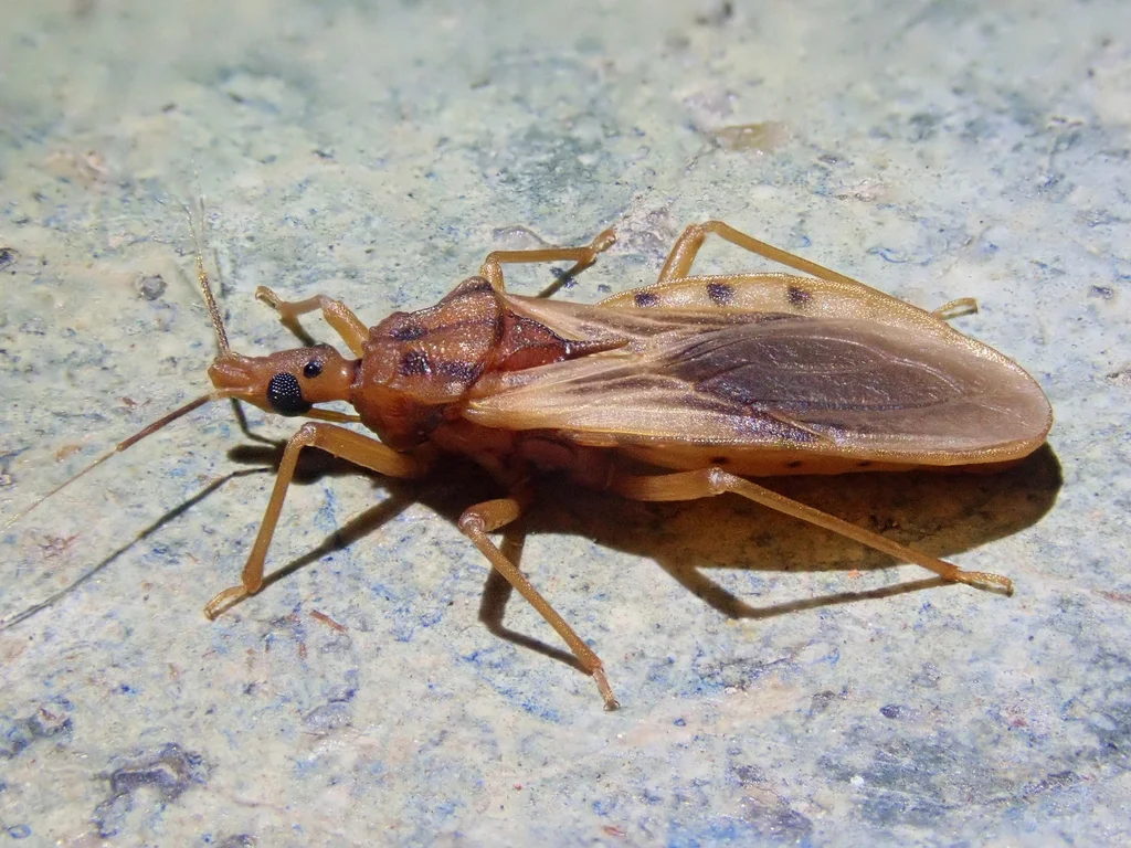 Side view of a kissing bug showing its flattened body and long legs