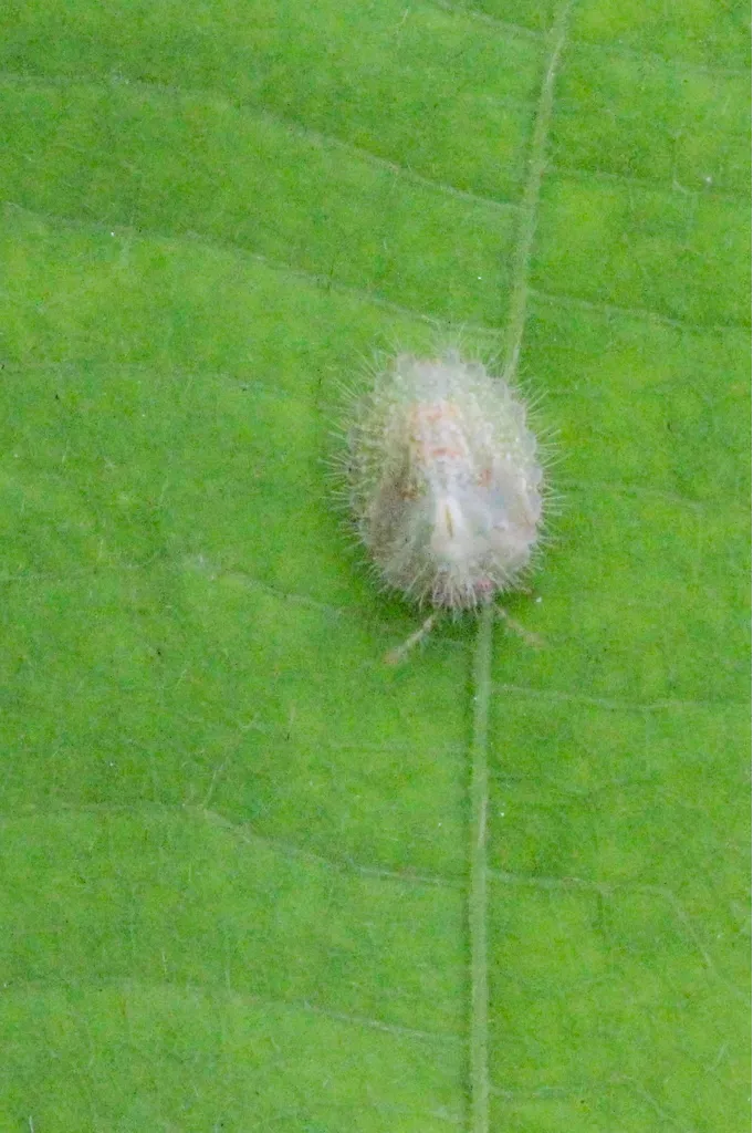 Kudzu bug nymph covered in fine hairs on leaf surface