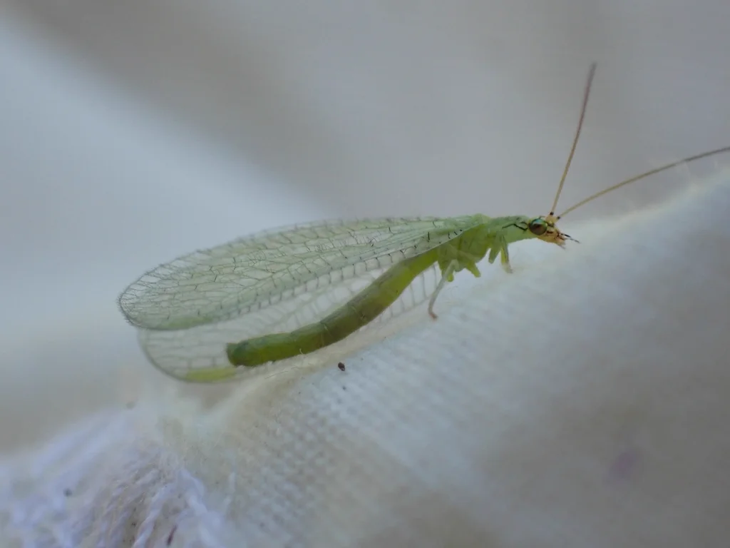 Green lacewing resting on white fabric showing detailed wing venation